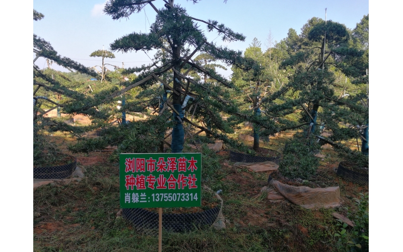 罗汉松基地