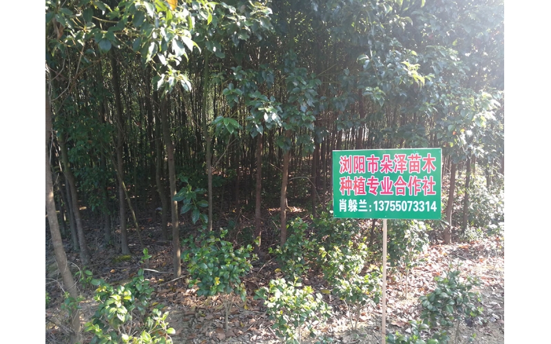 湖南华苑苗木基地实拍6